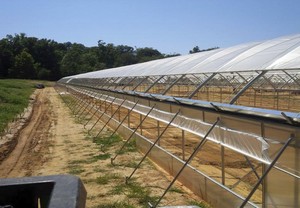 Good Quality <strong>Poly</strong> Tunnel Green House Low Cost Hot Sale Polytunnel Berry <strong>Greenhouse</strong> - Product Image 5