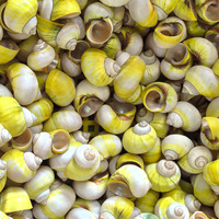Escargots de mer naturels coquilles avocat escargots ermite crabes pétoncles coquilles de remplacement poisson pour l'aménagement paysager maison amour