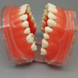 Studio di insegnamento del dente rimovibile estrazione denti dentali modello odontoiatria pratica formazione studio Typodont modelli dentista - Product Image 5