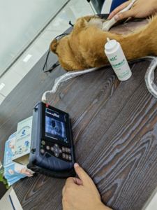 Draagbare Waterdichte Veterinaire Monitoring Apparaat Ultrasone Scanner Voor Boerderij Varken Paardenschapen Zwangerschap - Product Image 5