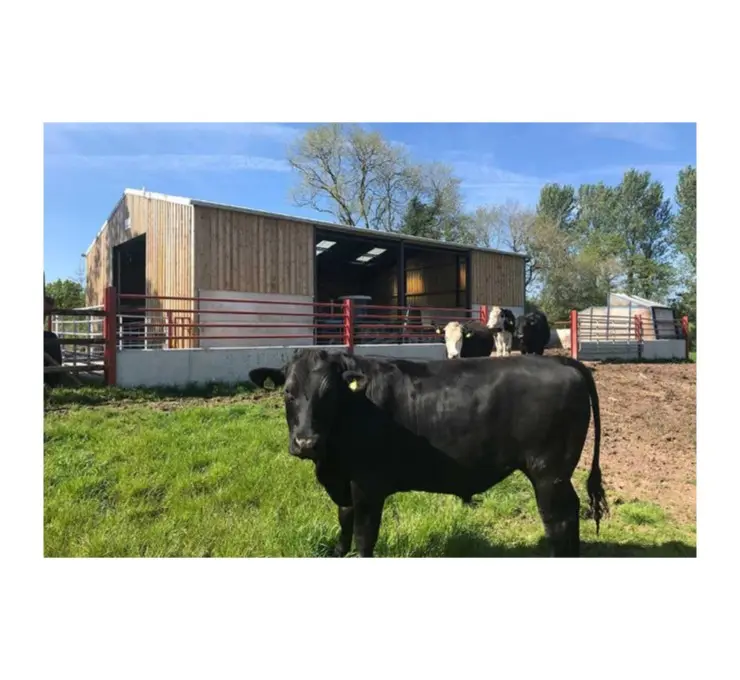 Estructura de acero prefabricada Diseño de construcción Cobertizo de granja de vacas