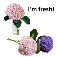 Bunga Hydrangea Biru Segar Bentuk Utuh dan Kencang Pesan Sampel Cepat Hydrangea untuk Acara Pernikahan