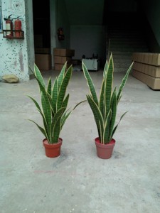 Planta <span class=keywords><strong>de</strong></span> serpiente Artificial <span class=keywords><strong>de</strong></span> imitación para decoración interior y exterior, plantas <span class=keywords><strong>de</strong></span> serpiente con tacto Real, para la <span class=keywords><strong>lengua</strong></span> <span class=keywords><strong>de</strong></span> la madre en la ley, suculenta, <span class=keywords><strong>Sansevieria</strong></span> - Product Image 6