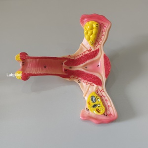 Simulador de Útero Labpilot, Maniquí de Demostración Médica, Modelo de Lesión Cervical, Entrenamiento Anatómico Escolar, Plástico PVC LP/ZG - Product Image 6