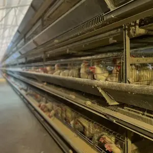 Cage à poulets de chair automatique industrielle bon marché pour poules pondeuses au Sénégal