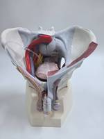 Modelo Anatómico del Suelo Pélvico Masculino con Órganos Internos, Simulación Humana Realista de PVC para Enseñanza Médica y Entrenamiento en Urología