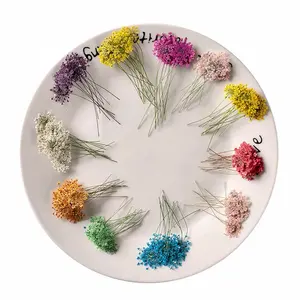 Ammi Majus с сушеными и прессованные цветы из кружева для поделок из смолы, ногтей и скрапбука