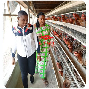 뜨거운 판매 아프리카 세미 자동 레이어 케이지 닭 공급 가금류 농장 장비 가격 케냐 잠비아 남아프리카 - Product Image 3