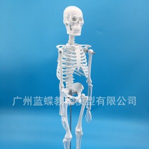 Modèle de squelette humain de 45 cm, modèle de colonne vertébrale humaine, modèle de vertèbres, modèle d'échantillon de crâne de squelette - Product Image 3