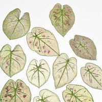 Penjualan langsung dari pabrik bunga kering alami daun Taro warna-warni bunga Pres Alocasia daun buatan tangan bahan buatan tangan