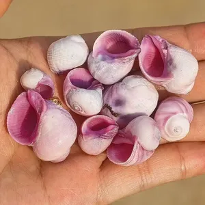 Escargot de mer corail violet, petite coquille naturelle, spécimen de collection rare, pour décoration aquatique, Chine continentale - Product Image 3