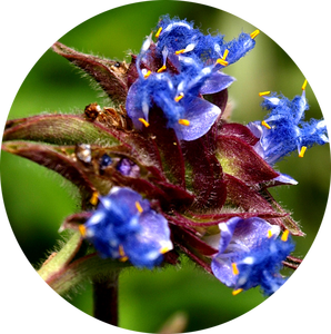 Экстракт эктистерона 98% цианотиса арахноидеи, Cas 5289-74-7, порошок эктистерона - Product Image 2