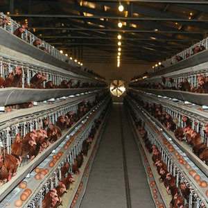 Jaula de gallinas ponedoras tipo A galvanizada para 160 aves, equipo para granjas avícolas comerciales africanas - Product Image 4