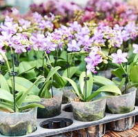Pot de fleurs en acier à poignée souple pour tiges d'orchidées - Durable et léger pour une utilisation en jardin, longue durée pour les rebords de fenêtre ensoleillés