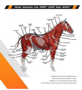 Pelvic Health Pest PEMF Therapy Machine for Horse Enhanced Blood Circulation Stimulate Cell Regeneration and Reduce Inflammation - Product Image 2