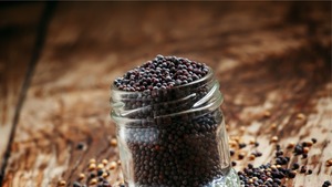 Semillas de Mostaza de Primera Calidad para Extracción de Aceite y Cocina, 100% Crudas, Procesadas a Máquina, Marca REENTRADERS, de Uttar Pradesh - Product Image 2