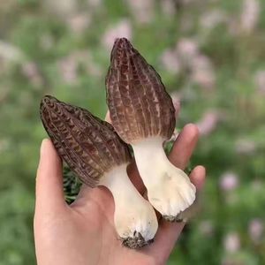 <span class=keywords><strong>Prix</strong></span> d'exportation de champignon morille sauvage de chine de champignon morille noire - Product Image 2