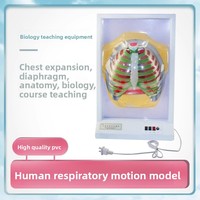 Modelo de Movimiento Respiratorio Humano, Simulador de Movimiento del Diafragma, Modelo Anatómico Eléctrico 33225, Función Pulmonar