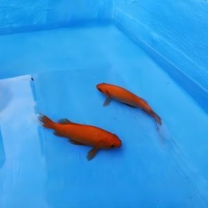 रंग अनुकूलित पर्यावरण के अनुकूल वाटरप्रूफ कोटिंग चीनी कारखाने छत के लिए पानी आधारित वाटरप्रूफ कोटिंग की आपूर्ति करता है - Product Image 4