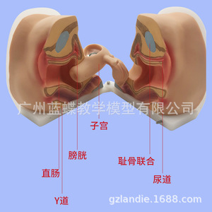 Modèle réproductif féminin, col de l'utérus, utérus, vagin, ovaires, examen gynécologique, enseignement sur la confidentialité reproductive, modèle souple 1:1 - Product Image 3