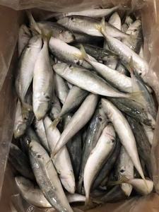 China Exportados Nova Temporada Preço Barato Congelado <span class=keywords><strong>Round</strong></span> Scad Peixe Inteiro Cavala De Alta Qualidade Scad <span class=keywords><strong>Fish</strong></span> para Venda - Product Image 2