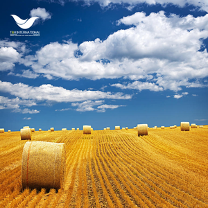 Filets en plastique souple pour ensilage, film protecteur pour balles de foin, filet en plastique pour stockage d'ensilage - Product Image 5