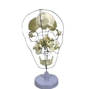 Modelo de cráneo humano médico 1:1 para adultos, anatomía del cráneo, simulación de especímenes de cráneo para enseñanza - Product Image 1
