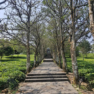 Bolsa de té triangular con sabor a <span class=keywords><strong>pomelo</strong></span> de China, flor de hoja de té suelta, <span class=keywords><strong>pomelo</strong></span>, té oolong de lichi - Product Image 5