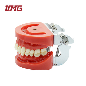 Modèle standard de dentition amovible en plastique pour l'éducation dentaire - Product Image 4