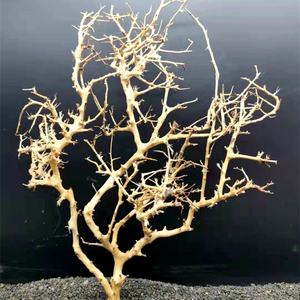 ไม้ตกแต่งตู้ปลา ต้นไม้ลอยน้ำ ประเทศไทย - Product Image 5
