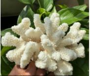 Grosir Multi Warna Resin kaca karang akuarium ikan dekorasi ramah lingkungan lansekap ornamen untuk akuarium ikan - Product Image 6