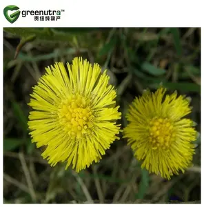 tussilago farfara estratto