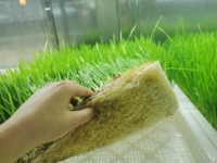 40HQ Serre en conteneur Système de fourrage hydroponique Vertical Farming Shipping Container Farm for Barley Alfalfa Plant