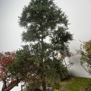 기차 풍경 모형 나무 - 디오라마 및 레이아웃 장식용 미니어처 와이어 장면 나무 - Product Image 6