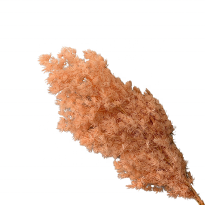 Planta Decorativa de Asparagus Myriocladus (Helecho Ming) Preservada, Flor <span class=keywords><strong>Eterna</strong></span> de Larga Duración, Venta al Por Mayor - Product Image 4
