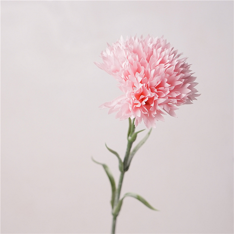 Feel carnation-light pink