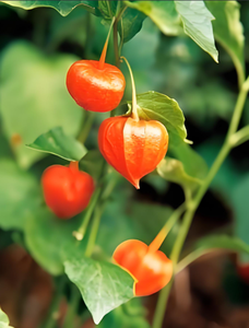 Extracto de Ashwagandha Puro Natural en Polvo, Extracto de Ginseng Indio con 5% de Withanólidos - Product Image 6