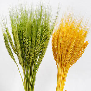 Bouquet <span class=keywords><strong>de</strong></span> fleurs <span class=keywords><strong>de</strong></span> <span class=keywords><strong>blé</strong></span> séchées Bouquet <span class=keywords><strong>d</strong></span>'<span class=keywords><strong>épi</strong></span> <span class=keywords><strong>de</strong></span> <span class=keywords><strong>blé</strong></span> Bouquet <span class=keywords><strong>d</strong></span>écoratif naturel Matériaux assortis Fleur sèche <span class=keywords><strong>d</strong></span>'<span class=keywords><strong>orge</strong></span> GH001 - Product Image 2