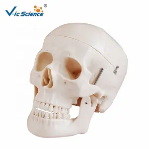 デラックス等身大スカルスタイルD医療人間の頭蓋骨モデル人間の頭蓋骨解剖学