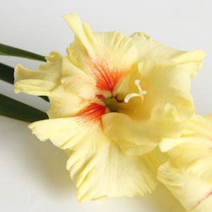 Bunga Gladiolus Segar Potong Berkualitas Tinggi Ekspor dari Cina 10 Tangkai 80-100cm untuk Dekorasi Meja Rumah, Rangkaian Bunga, Buket, DIY - Product Image 4