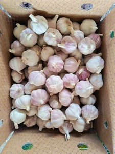 <span class=keywords><strong>Ail</strong></span> blanc frais de qualité supérieure, nouvelle récolte, de la marque Optimum, fournisseurs <span class=keywords><strong>chinois</strong></span>, prix de gros bas pour l'importation en vrac - Product Image 2