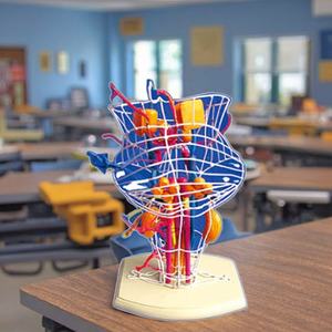 نواة الدماغ لمسار العصب القحفي والدماغ نموذج تشريحي طبي للمخ البشري-بولي فينيل كلوريد صديق للبيئة للتعليم الطبي - Product Image 4