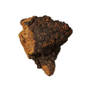 OEM 100% טהור chaga פטריות תמצית אבקה - Product Image 2