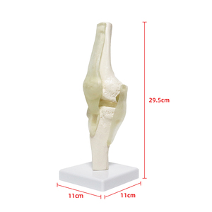 인간 투명 인대 무릎 관절 모델 실물 크기 교육용 해부학 도구 의학 용품 및 장비 - Product Image 2