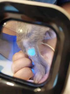 Lampe en bois Yishanghe pour clinique animale - Product Image 5