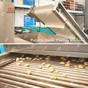 ชุดเครื่องปอกกระเทียมอัตโนมัติเจลกู๊ก เครื่องแยกกลีบกระเทียม สายการผลิตแยกและปอกกระเทียม - Product Image 5