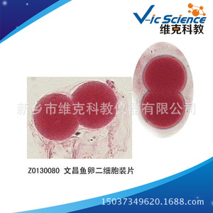 Amphioxus egg two-cell slide, biological section specimen, phylum Chordata, <b>microscope</b> slide - Product Image 5