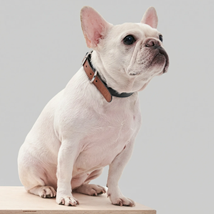 Luxe, lichtgewicht, comfortabel microvezel lederen verstelbare halsband voor katten & honden met letterpatroon - Product Image 3