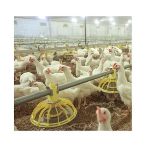 Automatic poultry farming equipment for broiler chicken bird shed house steel structure design, manufacture and install