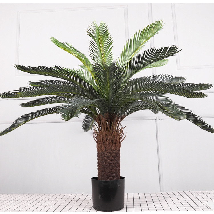 Cycas de 25 hojas H97CM